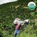 Of Colombia's 16 distinct coffee growing regions, Antioquia is the largest for production and where it all began; plantations date back to the early 1800s. This community coffee was produced by smallholder ...